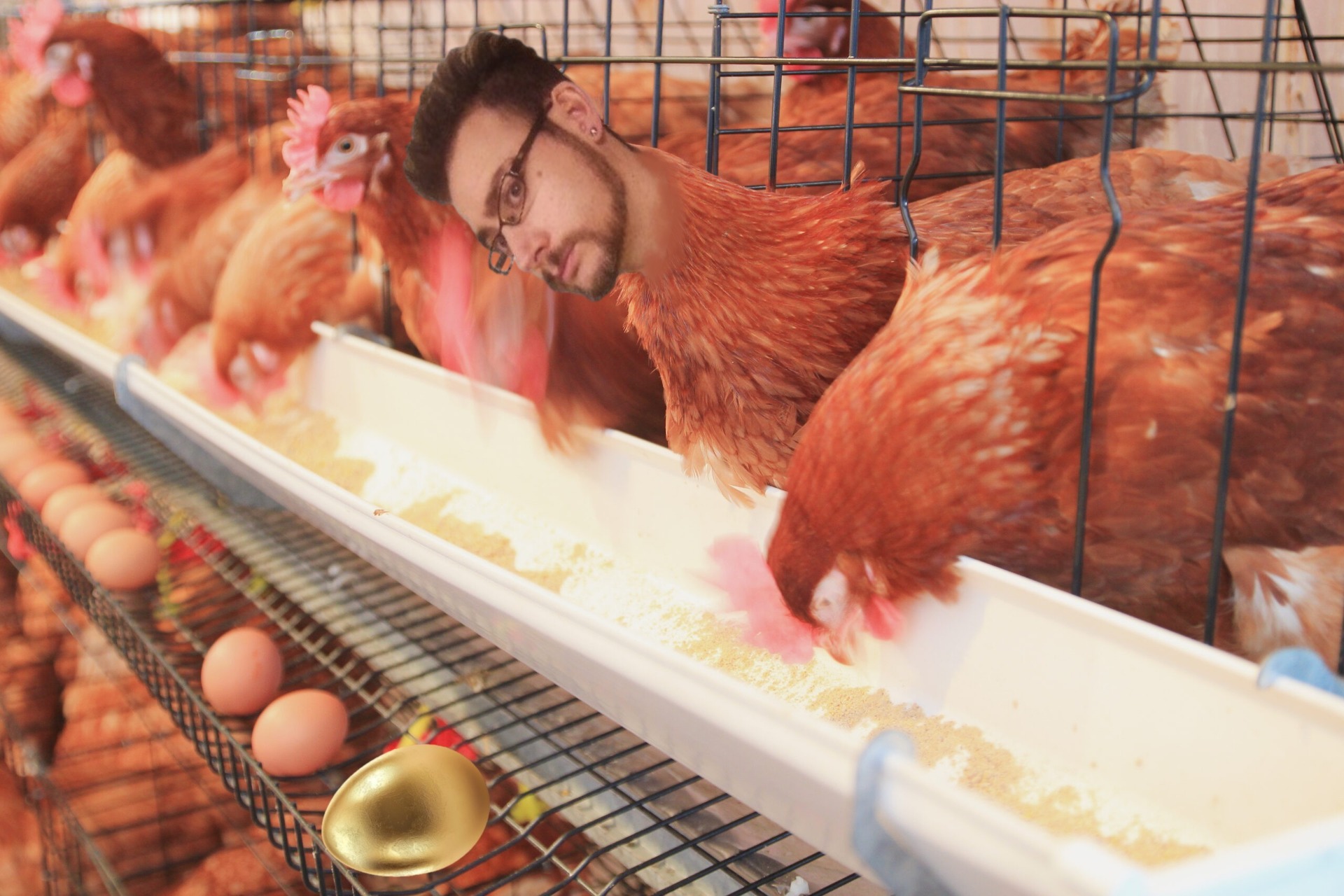 Gallina ponedora (8,6)